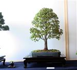 SBA-National Bonsai Exhibition 2014 (34).jpg